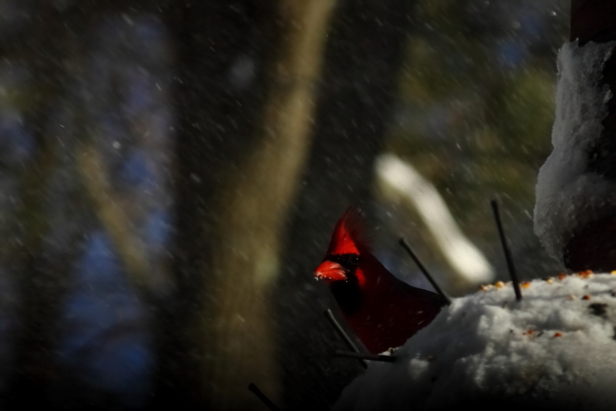2013 02 09 IMG 4230e